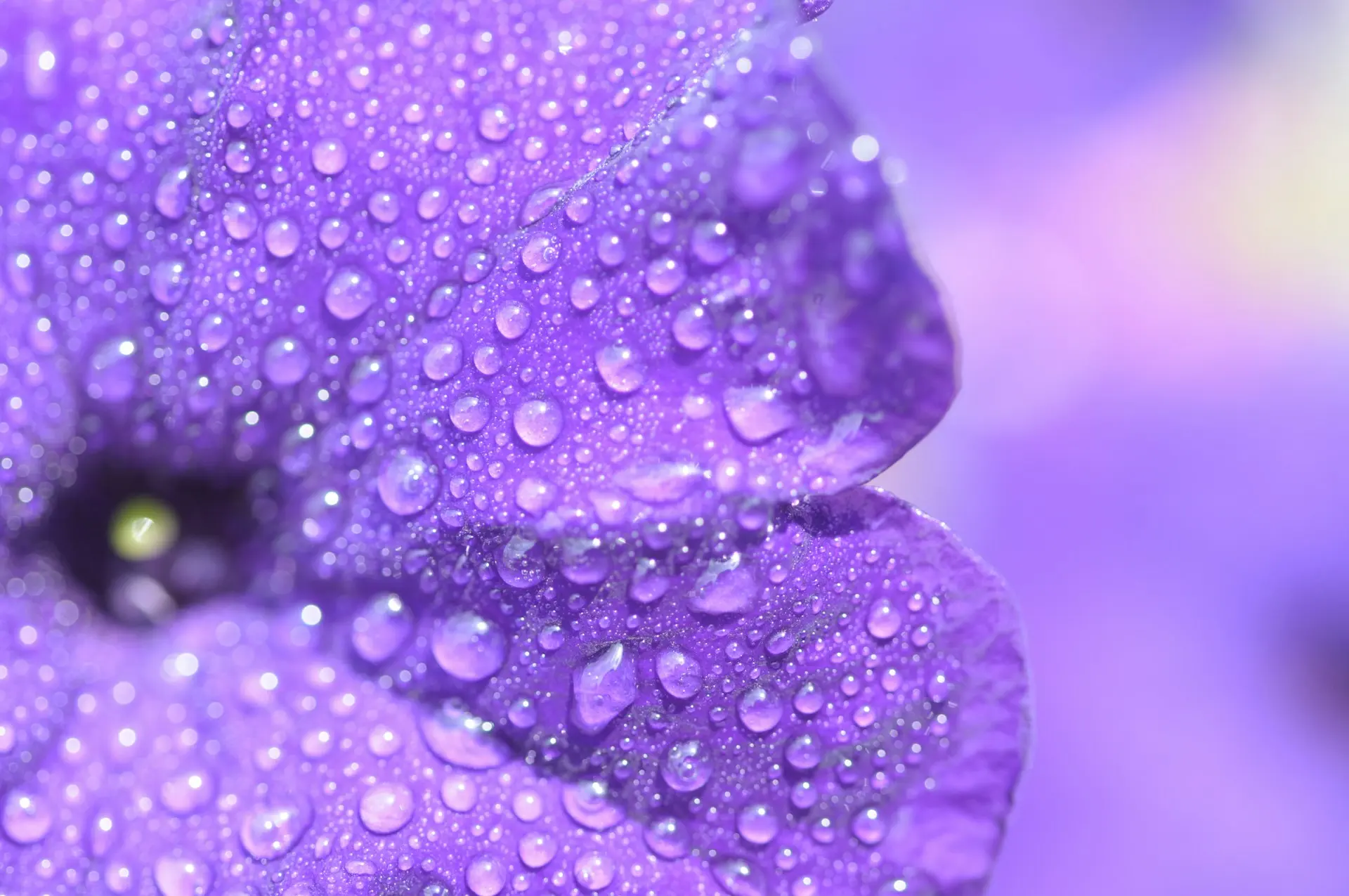 Close-up of purple petals covered in water droplets.