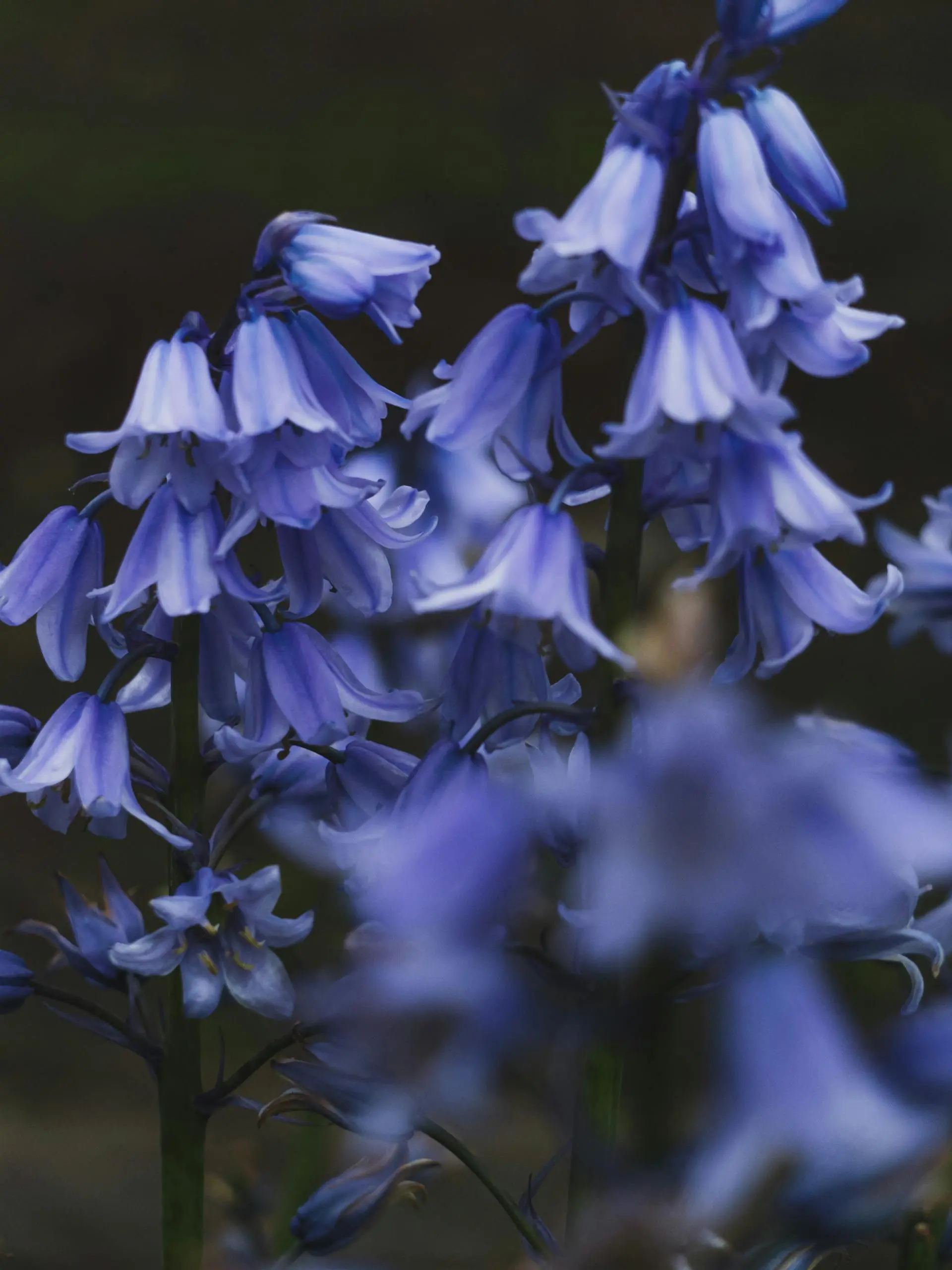 Cluster of bluebell flowers in soft natural light.