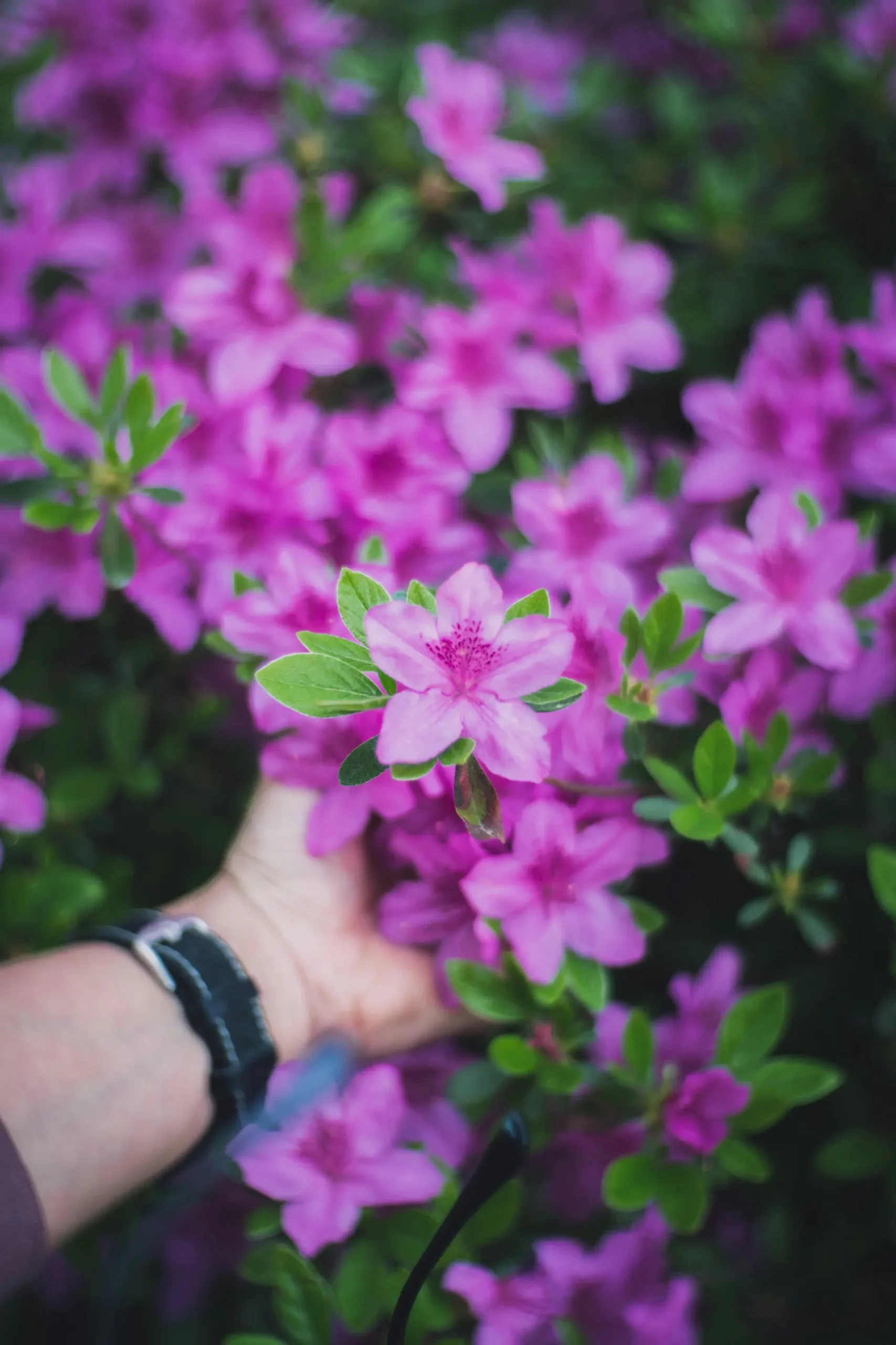Hand holding small pink flowers in a garden