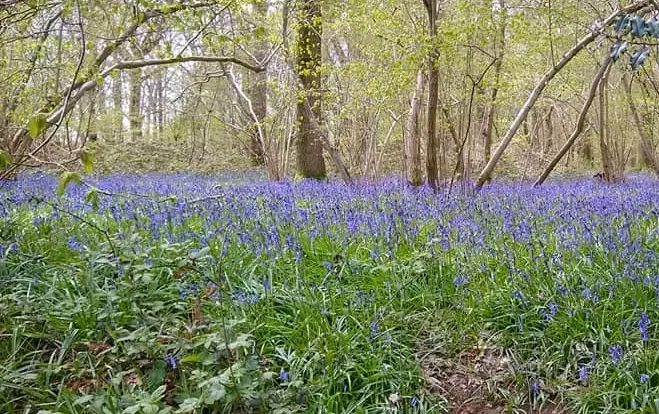 Woodland path surrounded by bluebells and tall trees.